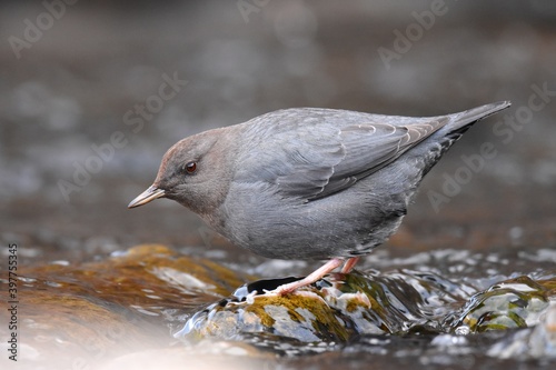 An American Dipper feeds in a river in the Rocky Mountians. photo