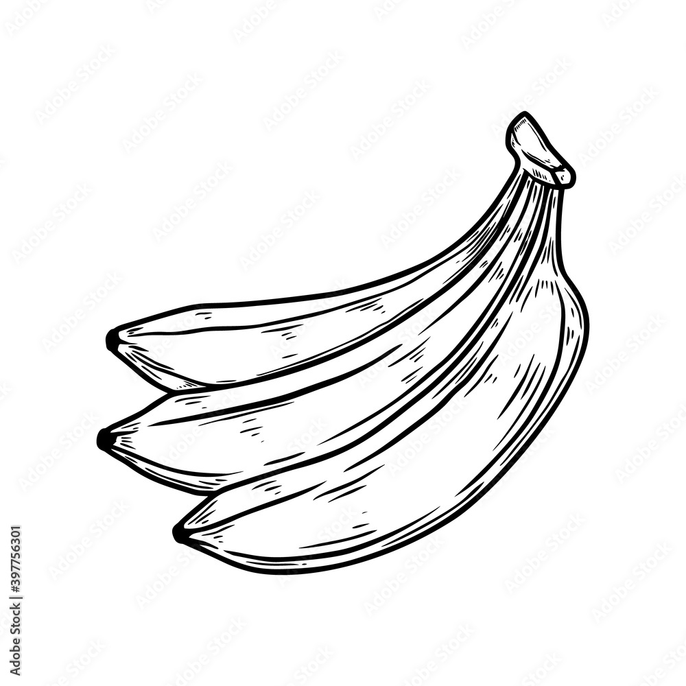 Illustration of banana in engraving style. Design element for poster, card, banner, sign. Vector illustration Illustration of banana in engraving style. Design element for poster, card, banner, sign. Vector illustration