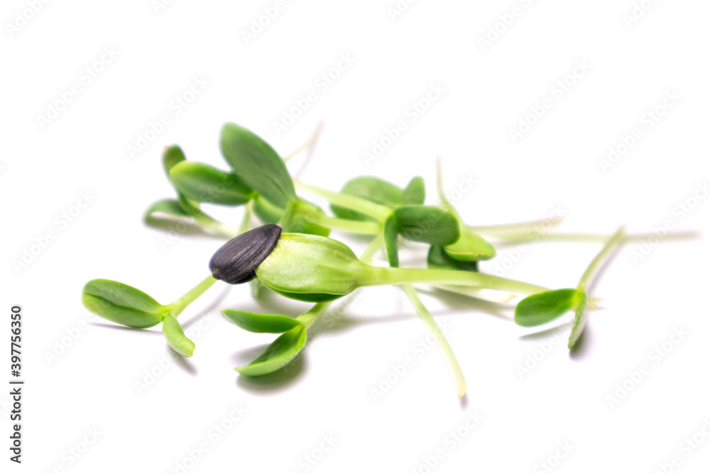 Close-up of sunflower microgreens on the white background. Seed Germination at home. Crop microgreens. Close-up of sunflower microgreens on the white background. Seed Germination at home. Crop microgreens.