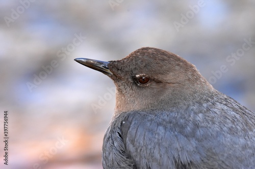 An American Dipper feeds in a river in the Rocky Mountians. photo