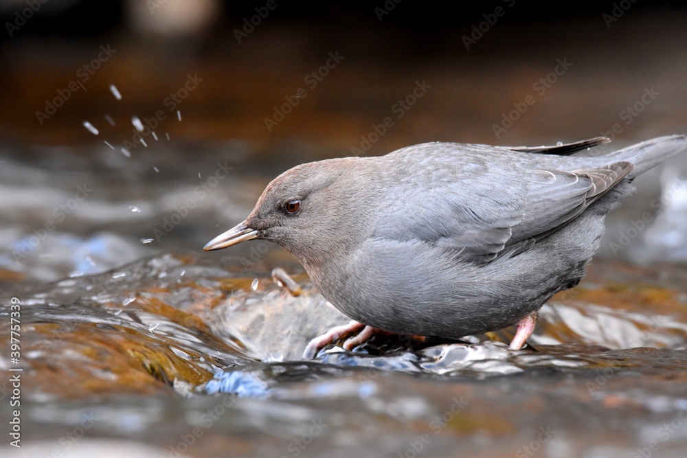 An American Dipper wades along a stream in the Colorado mountains. An American Dipper wades along a stream in the Colorado mountains.