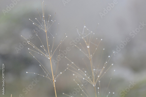 Raind drops on dry frass on foggy day