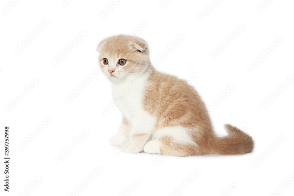 Scottish Fold kittens are sitting on white background. Portrait of the orange kittens are sitting for look at camera. Scottish Fold kittens are sitting on white background. Portrait of the orange kittens are sitting for look at camera.