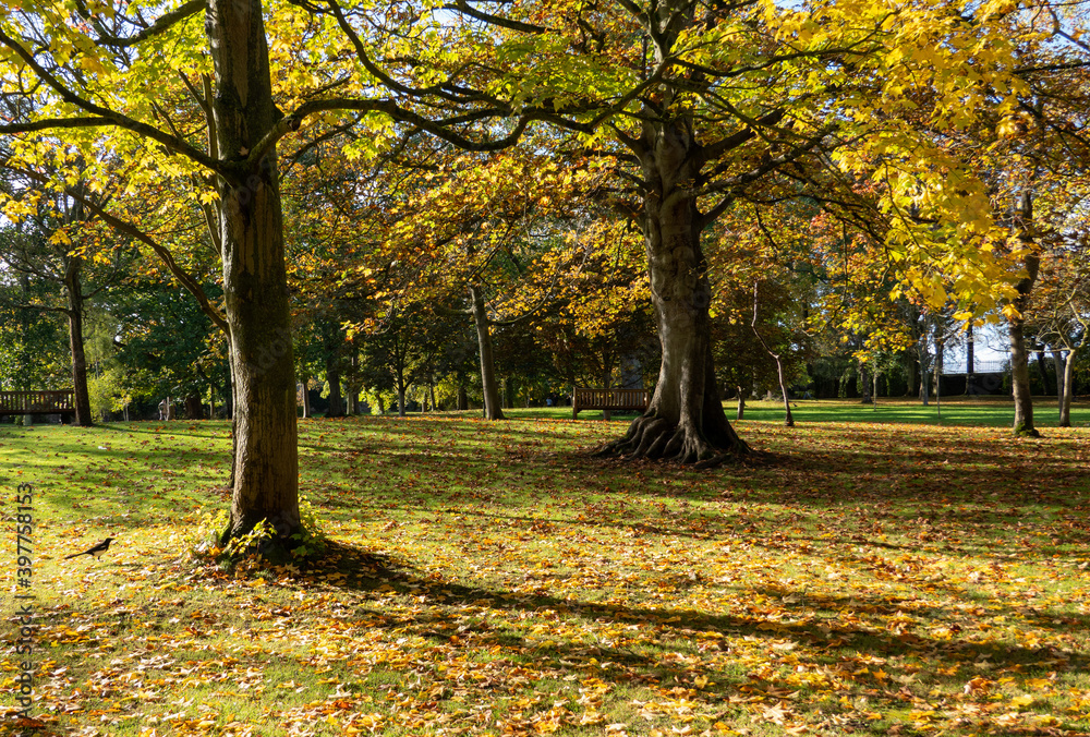 Sunny autumn day in the public park