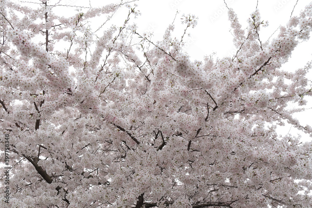 Branches Covered with White Pink Blossom Branches Covered with White Pink Blossom