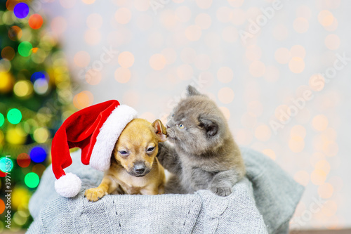 Toy terrier puppy and fluffy kitten sitting in a box with a gray plaid with a santa hat