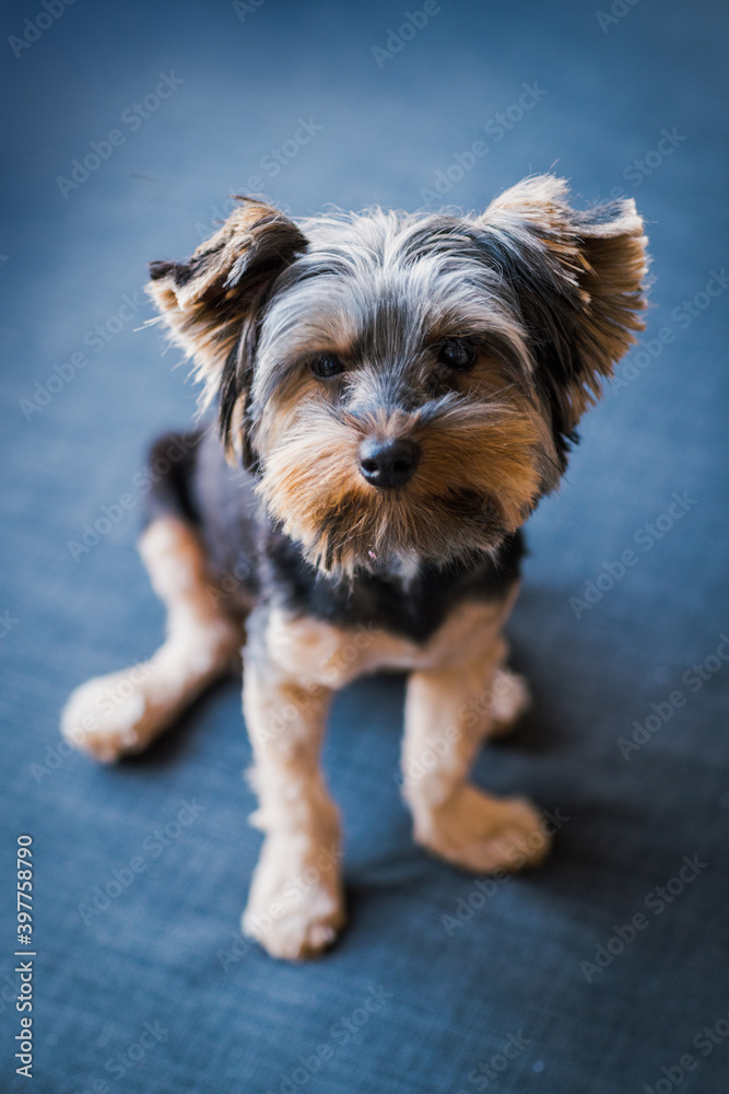Front view of a Yorkshire Terrier