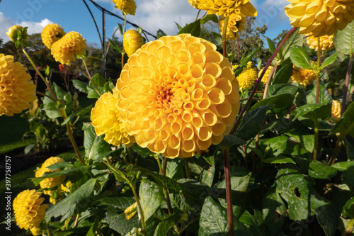 Dahlia Pom Pom,  Aster blossom in the garden.