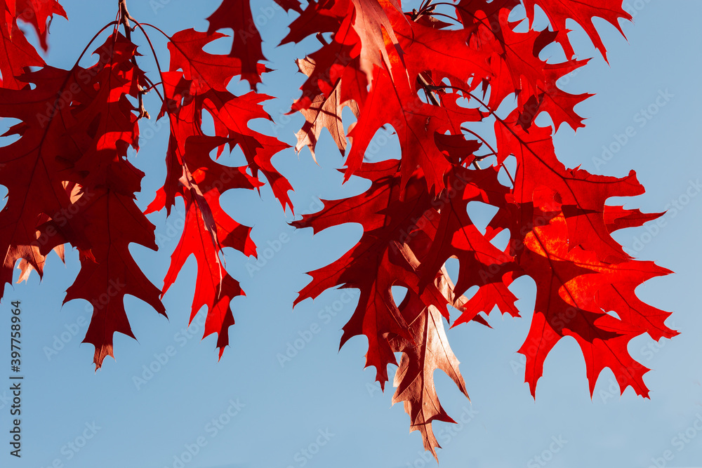 Red oak autumn leaves hanging down against the clear sky Red oak autumn leaves hanging down against the clear sky
