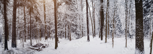 Wallpaper Mural Pine trees are covered with snow on a frosty evening. Torontodigital.ca