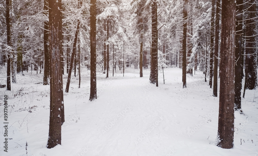 Pine trees are covered with snow on a frosty evening.