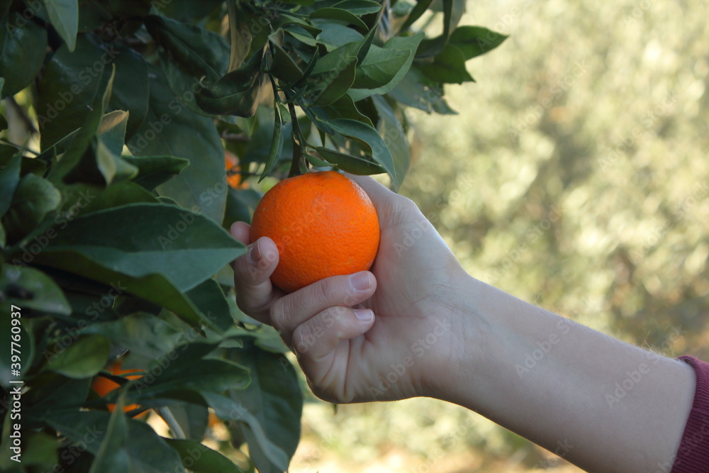 Hand picking an orange from an orange tree. Hand picking an orange from an orange tree.