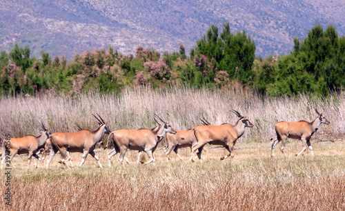 Eland on the run