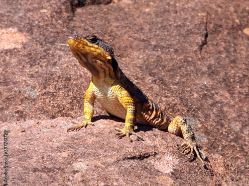 Karoo crag lizard