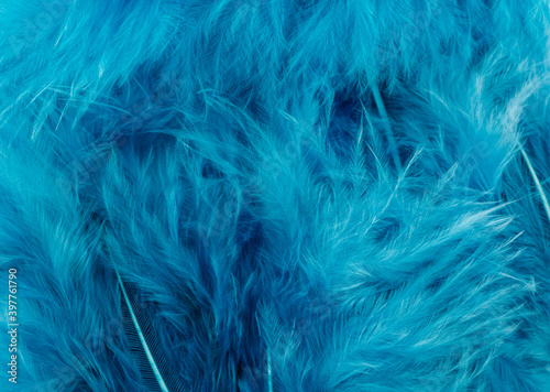 Blue feathers as background.