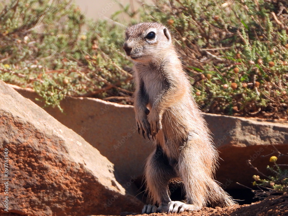 Fototapeta premium Ground squirrel