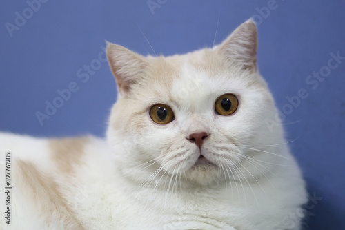 Scottish fold cat sitting on wooden floor in house with blue background. White cat looking at camera.