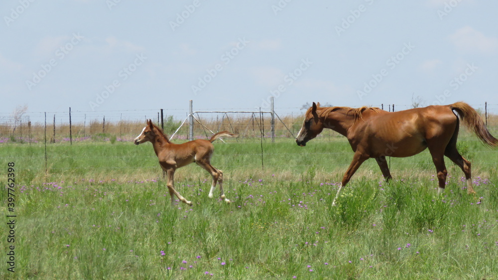 Mother and foal, R500 near Fochville, Gauteng, South Africa. Mother and foal, R500 near Fochville, Gauteng, South Africa.