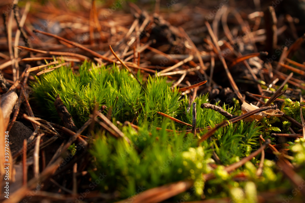 Close-up horizontal photo of a fresh green moss, growing in the autumn forest among faded pine needles Close-up horizontal photo of a fresh green moss, growing in the autumn forest among faded pine needles