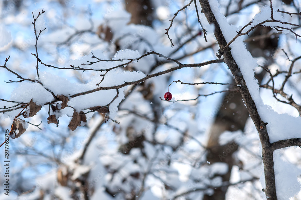 Red berries in the snow in winter with blue sky Red berries in the snow in winter with blue sky
