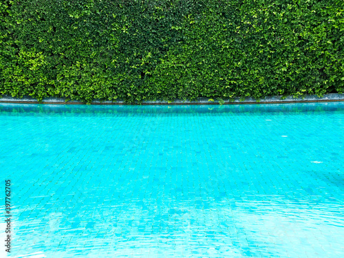 Green bush fence on swimming pool background.