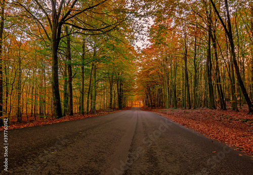 Fototapeta Naklejka Na Ścianę i Meble -  Autumn vibes in the forests of sweden