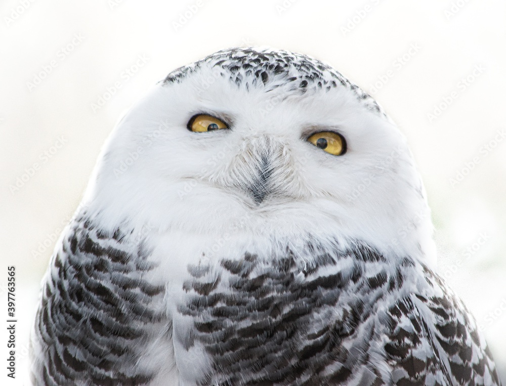 Obraz premium great horned owl