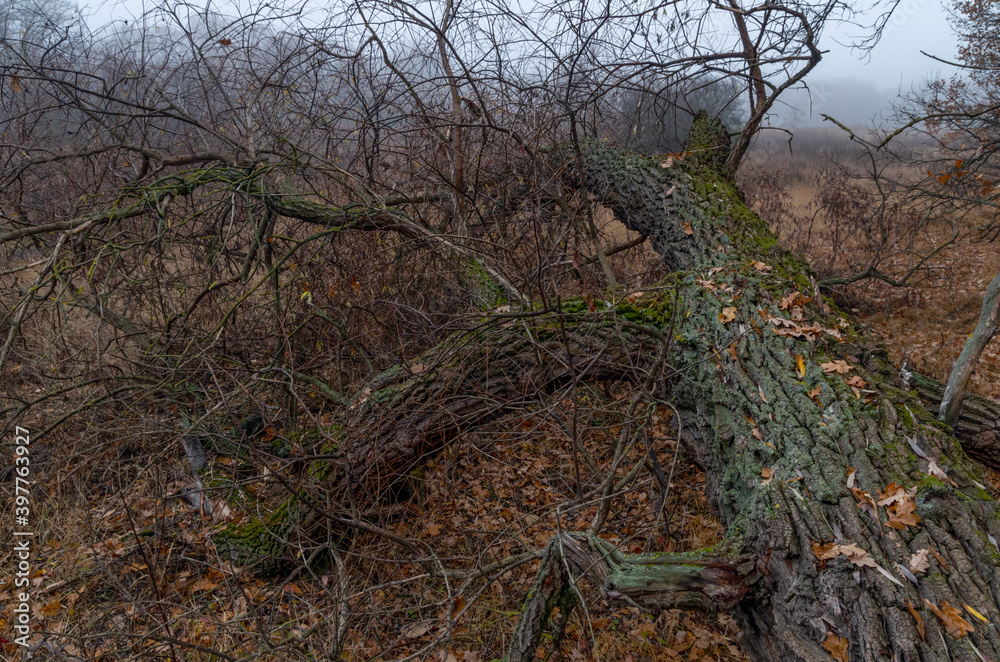 Dry tree on the ground near swamp in misty autumn forest. A mysterious and quiet morning in the wood with fog. Autumn weather, damp and cold air. Fairy horror mood. Dry tree on the ground near swamp in misty autumn forest. A mysterious and quiet morning in the wood with fog. Autumn weather, damp and cold air. Fairy horror mood.