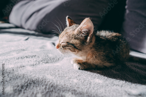 The little kitten squinted in the sun. Small gray kitten turned with squeezed eyes towards sunny bright light filling the room, close-up