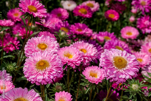 China Acter (Callistephus chinensis) in garden
