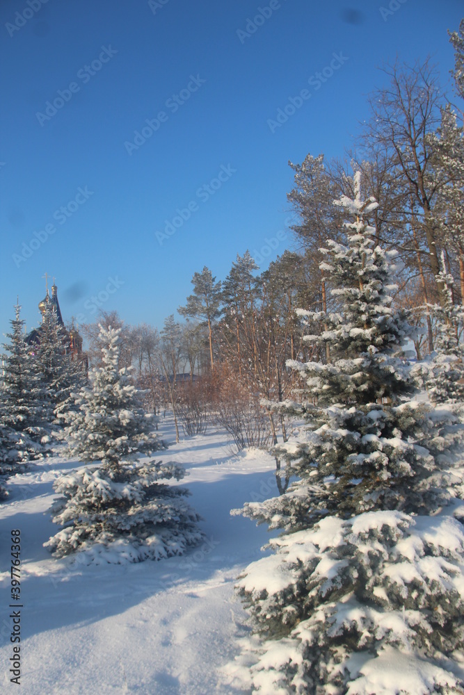 CHRISTMAS TREES UNDER THE SNOW IN THE FOREST CHRISTMAS TREES UNDER THE SNOW IN THE FOREST