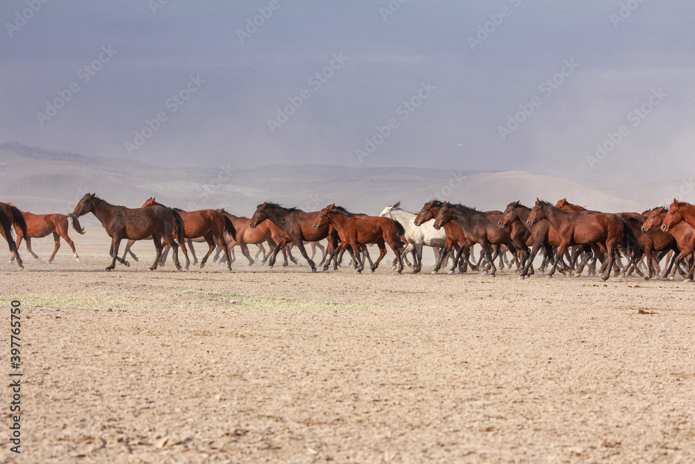 Fototapeta premium a plain with beautiful horses in sunny summer day in Turkey. Herd of thoroughbred horses. Horse herd run fast in desert dust against dramatic sunset sky. wild horses 