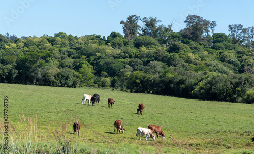 Farm animals feeding in fields in the state of Rio Grande do Sul in Brazil.
