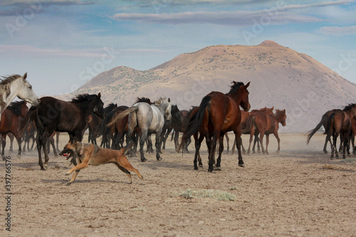 a plain with beautiful horses in sunny summer day in Turkey. Herd of thoroughbred horses. Horse herd run fast in desert dust against dramatic sunset sky. wild horses 