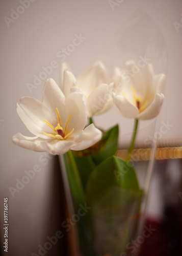 bouquet of white tulips