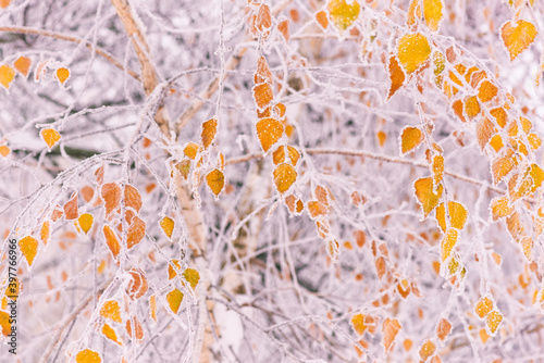 Natural winter background with frozen beautiful yellow leaves of the birch tree, beauty of nature, image with selective focus