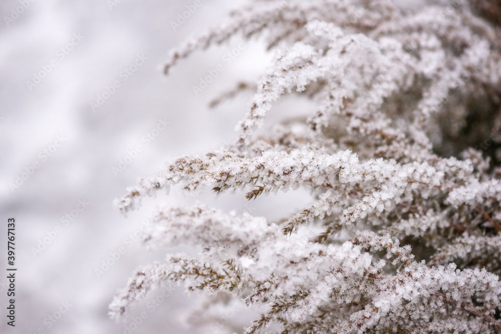 Natural winter background with frozen decorative plant (grass bush) in the garden, macro image with selective focus Natural winter background with frozen decorative plant (grass bush) in the garden, macro image with selective focus