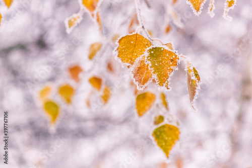 Natural winter background with frozen beautiful yellow leaves of the birch tr...