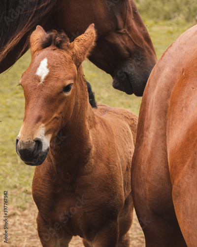 Beautiful brown foal surrounded by other horses.