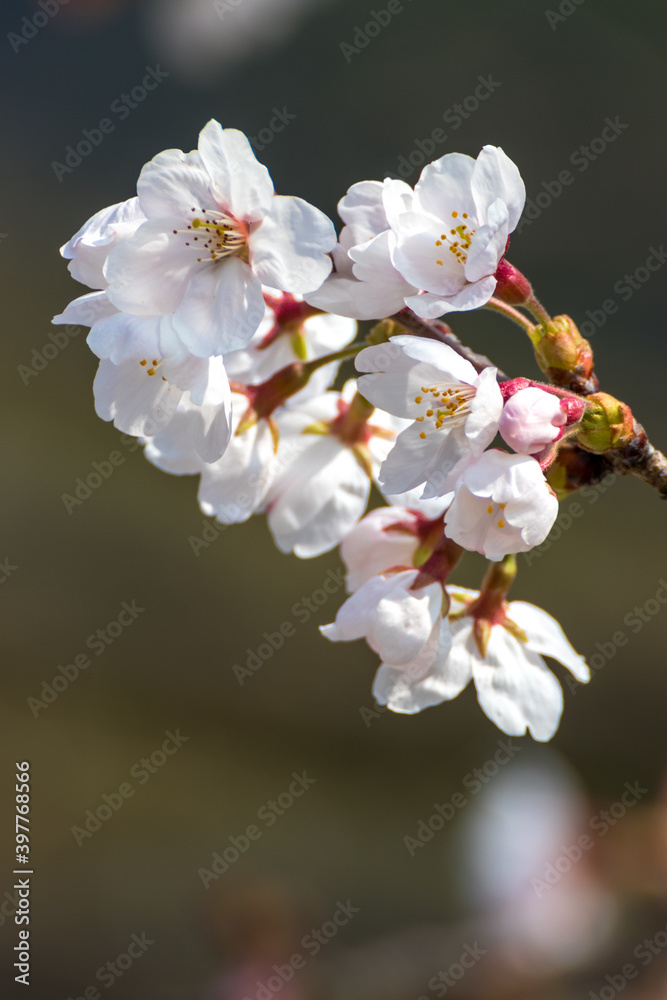 Obraz premium 桜の花 春のイメージ