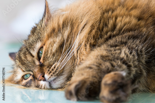 Adorable haired cat with brown hair lying in relax, siberian breed