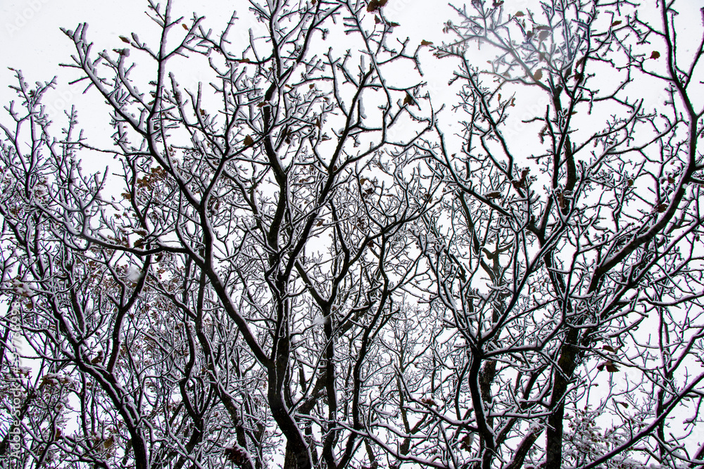 Forest and wild during snowfall, snow on the branch, snowy trees landscape Forest and wild during snowfall, snow on the branch, snowy trees landscape