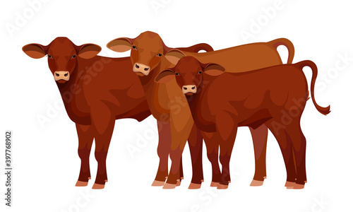 Farm animal - Calf. Santa Gertrude - The Best Beef Cattle Breeds. Vector Illustration.