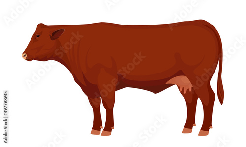 Farm animal - Cow. Santa Gertrude - The Best Beef Cattle Breeds. Vector Illustration.