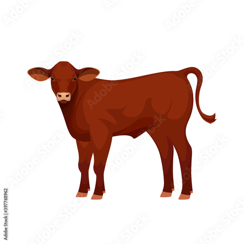 Farm animal - Calf. Santa Gertrude - The Best Beef Cattle Breeds. Vector Illustration.