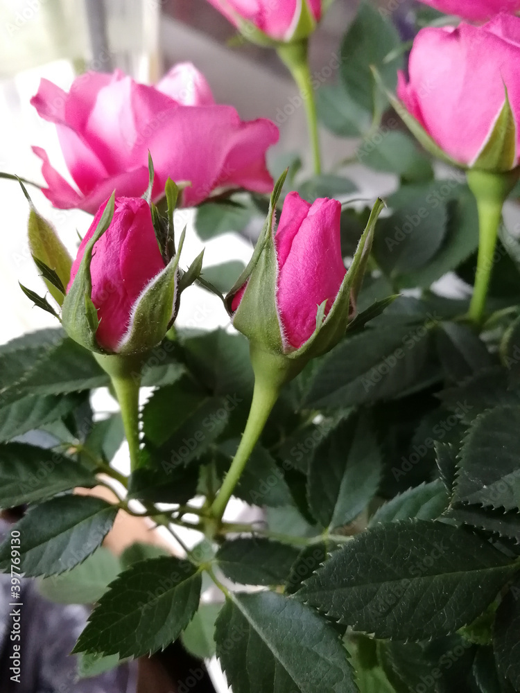 Pink roses in a pot on a balcony Pink roses in a pot on a balcony