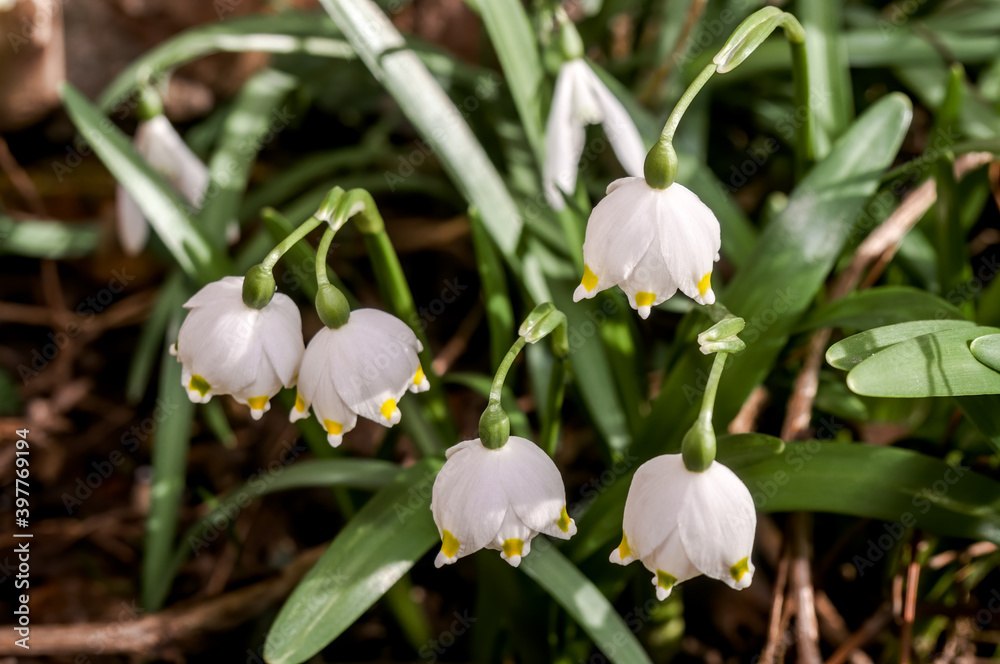 Spring Snowflake (Leucojum vernum) in garden Spring Snowflake (Leucojum vernum) in garden