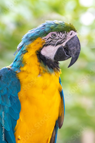 ルリコンゴウインコのポートレート
