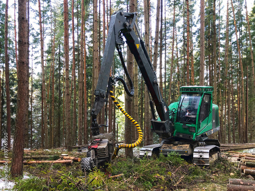 Combine harvester working in the forest. Close-up of a young forest stand. Machine on excavator chassis.
