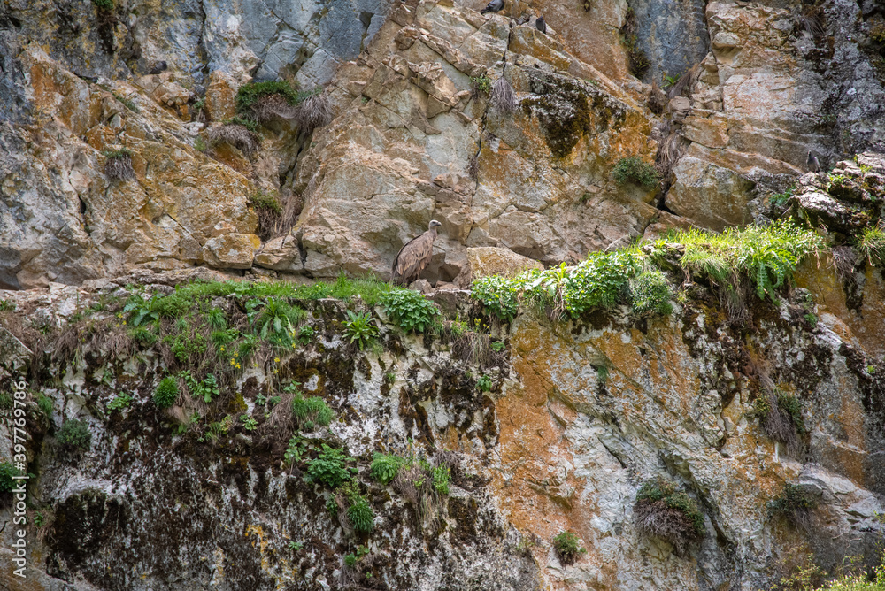 A Griffon Vulture bird camouflaged on the cliffs of Canyon Uvac, on mountain Zlatar, Serbia. Uvac is a special nature reserve in Serbia with endangered bird species Griffon Vulture.